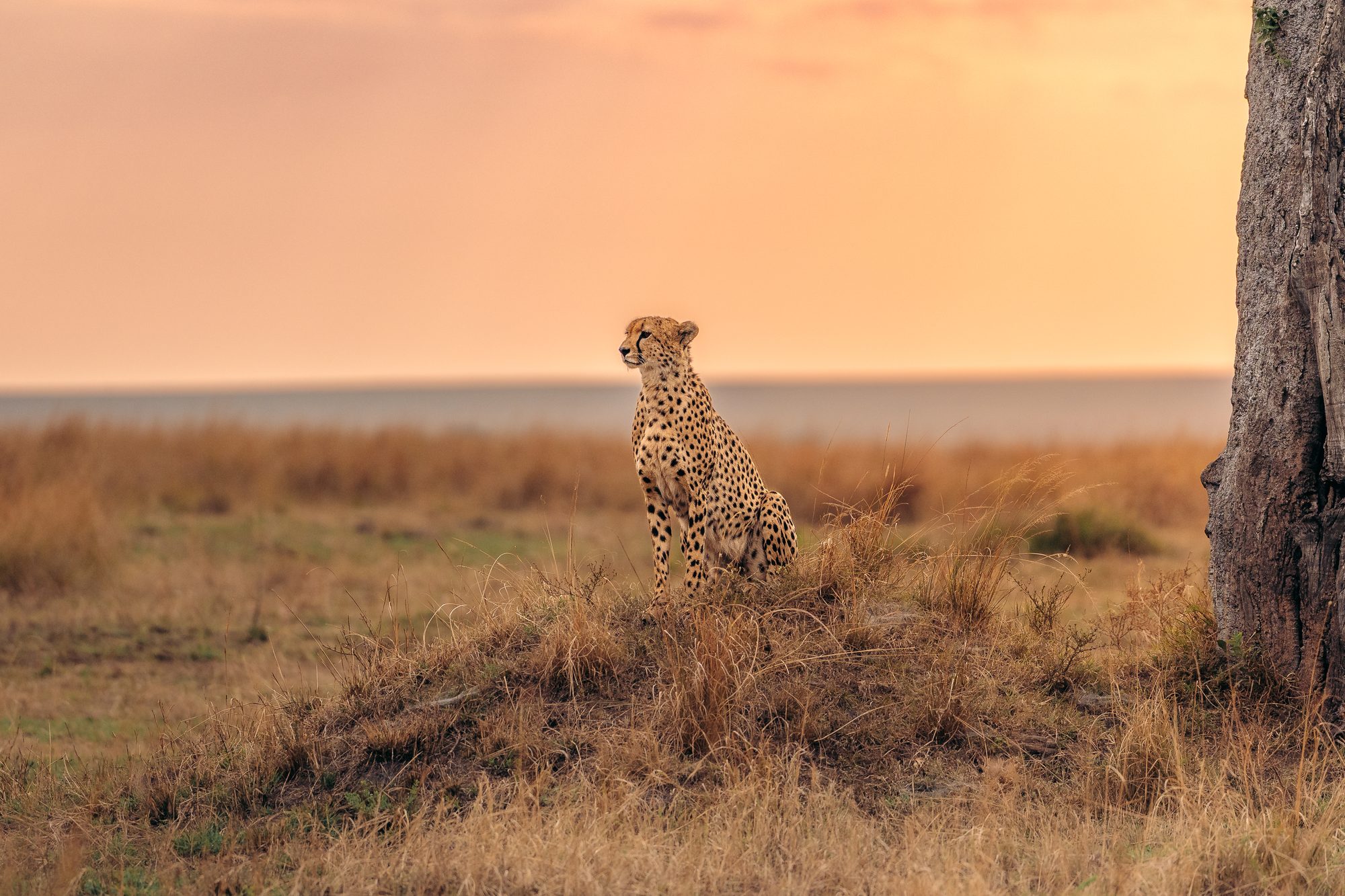 Cheetah at dusk in the Maasai Mara